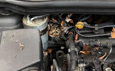 Katze aus Motorraum befreit