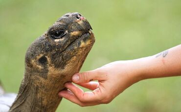 Auch Zoos haben ein Problem mit Überalterung 
