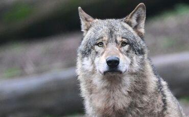 Ein Wolf hat Schafe im Nordschwarzwald gerissen. (Symbolbild)