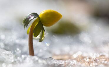 Winterling in Sachsen