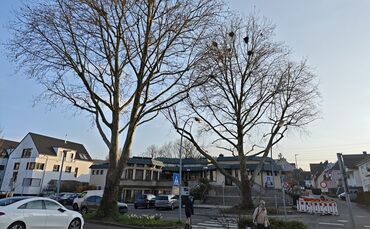 Das Evangelische Gemeindehaus von Beutelsbach ist nicht der einzige Ort, an dem die Krähen zur Plage geworden sind.