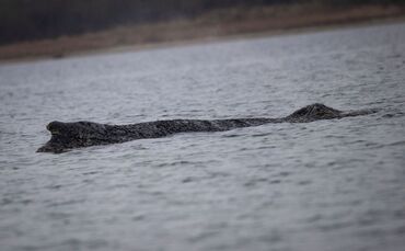 Der in der Ostsee gestrandete Buckelwal. 