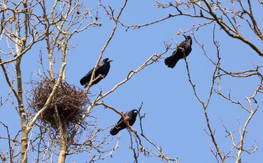 In Beinstein breiten sich die Krähen weiter aus - die Stadt darf sie nun vergrämen. Aber wie?