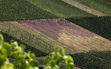 Brachliegende Weinbergfläche.