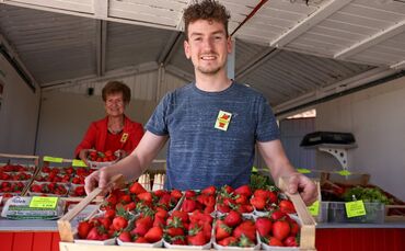 Manuel Mergenthaler präsentiert die ersten heimischen Erdbeeren am Verkaufsstand in Hegnach.
