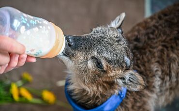 Flaschenlamm begleitet Bürgermeisterin
