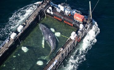 Weitere Entwicklung zum Buckelwal in der Ostsee
