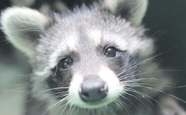 Ein Waschbär. (Symbolfoto)