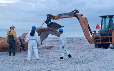 Weitere Entwicklung zum Buckelwal in der Ostsee