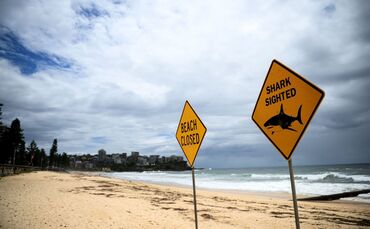 Strände in Sydney nach Haisichtungen gesperrt