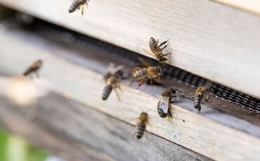 Bienenstock