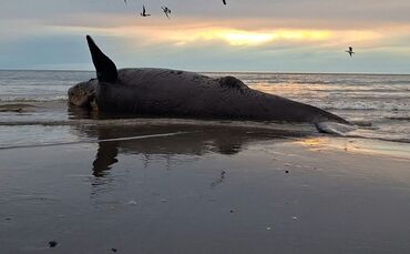 Dutzende toter Jungwale in Patagonien an Land gespült