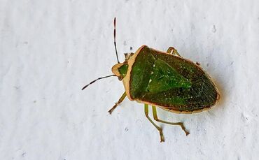 Grüne Stinkwanze an der Wand in der Nähe eines Fensters.
