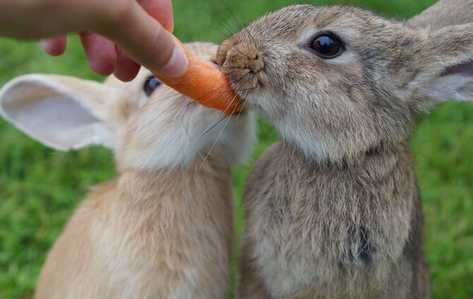 Kaninchen Zwei Hasen Füttern Möhre Ostern Symbol_0