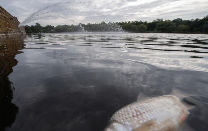 Tote Fische im Max-Eyth-See