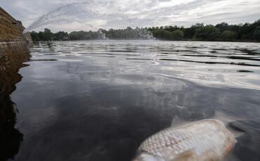 Tote Fische im Max-Eyth-See