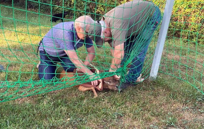 Rehbock gerettet