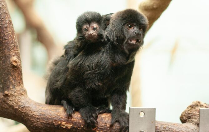 Springtamarine Wilhelma_0