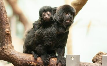 Springtamarine Wilhelma_0