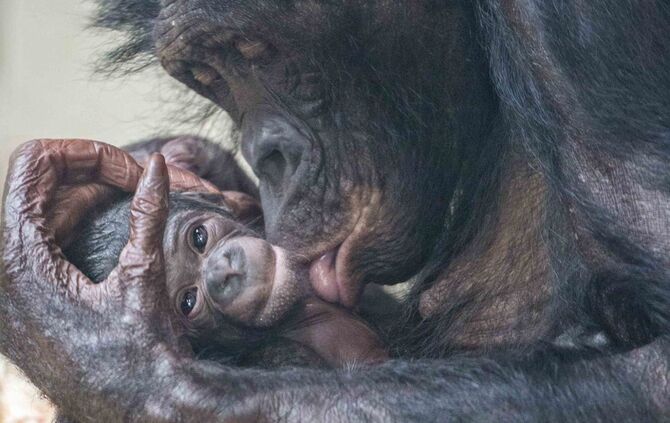 Bonobo Baby Nachwuchs Zuwachs Haiba Jungtier Wilhelma Stuttgart_0