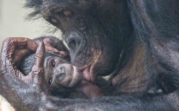Bonobo Baby Nachwuchs Zuwachs Haiba Jungtier Wilhelma Stuttgart_0