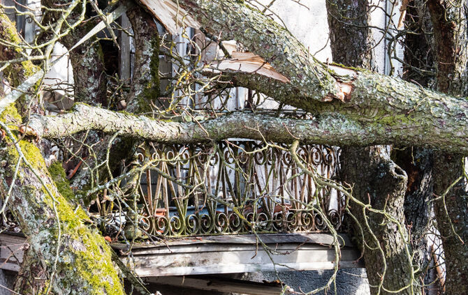 bb_sturm_eberhard_baum-auf-haus_10-03-2019_20_6