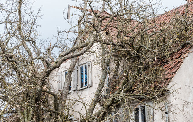 bb_sturm_eberhard_baum-auf-haus_10-03-2019_9_11