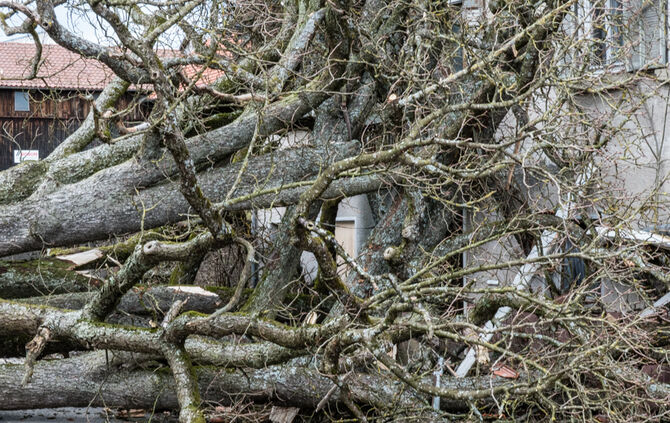 bb_sturm_eberhard_baum-auf-haus_10-03-2019_10_12