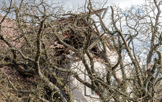 bb_sturm_eberhard_baum-auf-haus_10-03-2019_14_13
