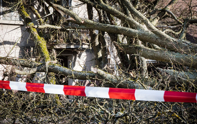 bb_sturm_eberhard_baum-auf-haus_10-03-2019_17_15
