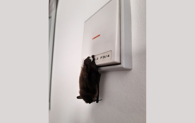 Fledermaus Polizei Ludwigsburg