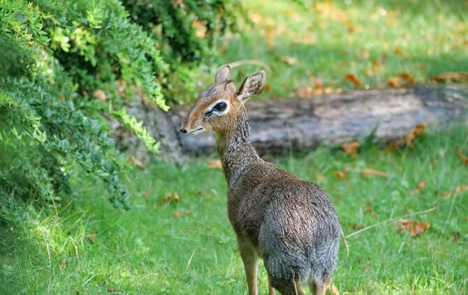 KW 33b Dikdiks als Neuzugänge und Nachwuchs bei Bongos 14.08.2020 Bild 5