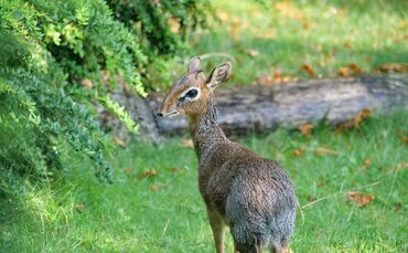 KW 33b Dikdiks als Neuzugänge und Nachwuchs bei Bongos 14.08.2020 Bild 5