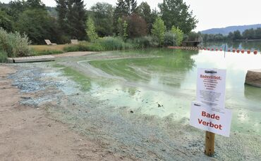 Blaualgen Badesee