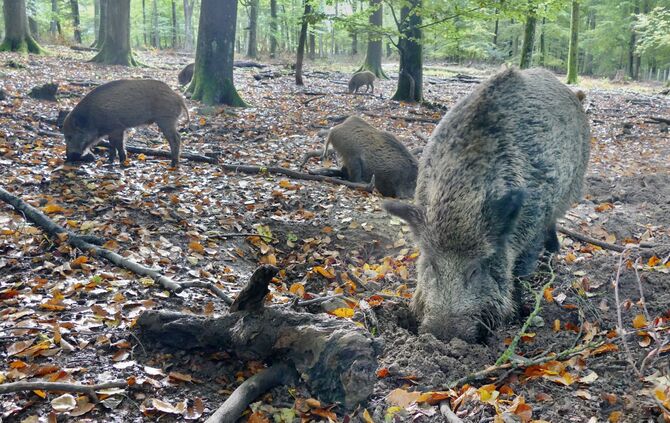 Gehäuteter Wildschweinkopf auf Blitzer_0