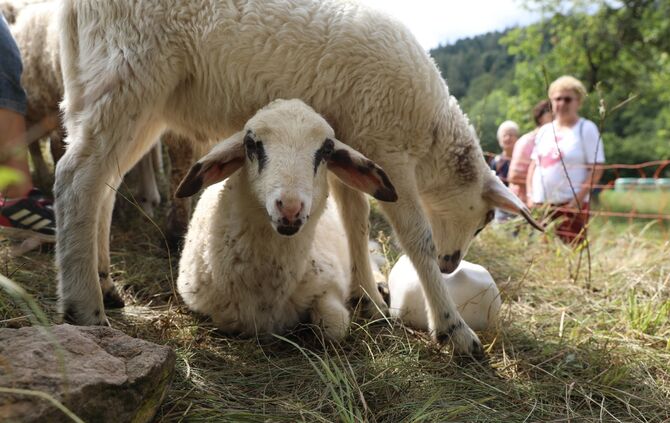 Sommertour Schafwanderweg
