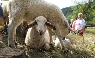 Sommertour Schafwanderweg