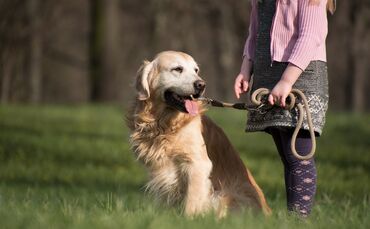 Gassi gehen Spaziergang Hund