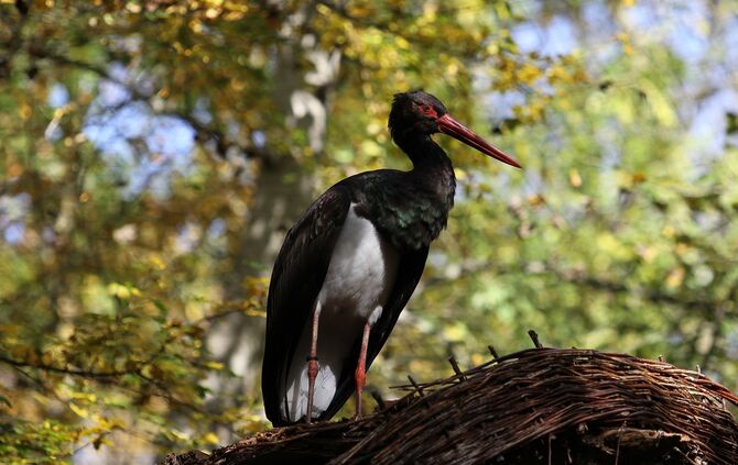 Schwarzstorch Rems-Murr-Kreis Brut Horst Vogel gefährdet Symbolbild_0
