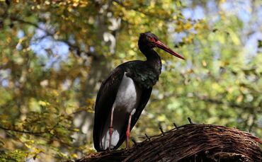 Schwarzstorch Rems-Murr-Kreis Brut Horst Vogel gefährdet Symbolbild_0
