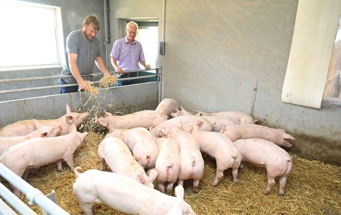 Schweinemastbetrieb Frey