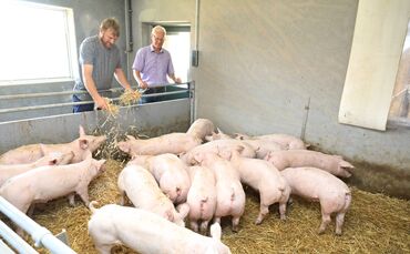 Schweinemastbetrieb Frey