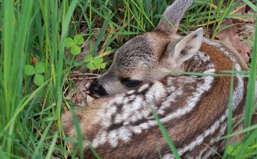 Ein Rehkitz in einer hohen Wiese Symbol Symbolbild