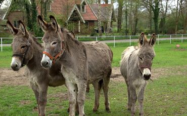 Esel Symbol Tiere Tier Symbolbil