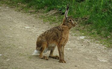 Feldhase Hasenpest Symbolbild Symbol