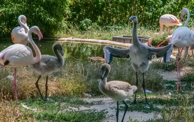 Flamingo Küken Wilhelma Stuttgart Juli 2019_0