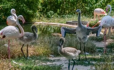 Flamingo Küken Wilhelma Stuttgart Juli 2019_0