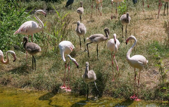 Flamingo Küken Wilhelma Stuttgart Juli 2019_1