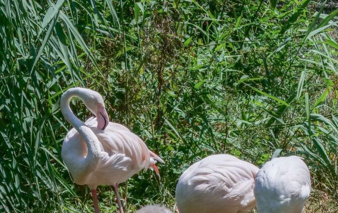 Flamingo Küken Wilhelma Stuttgart Juli 2019_2