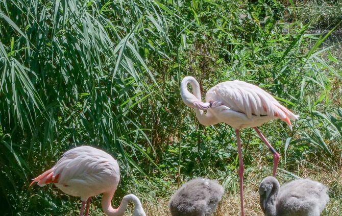 Flamingo Küken Wilhelma Stuttgart Juli 2019_3